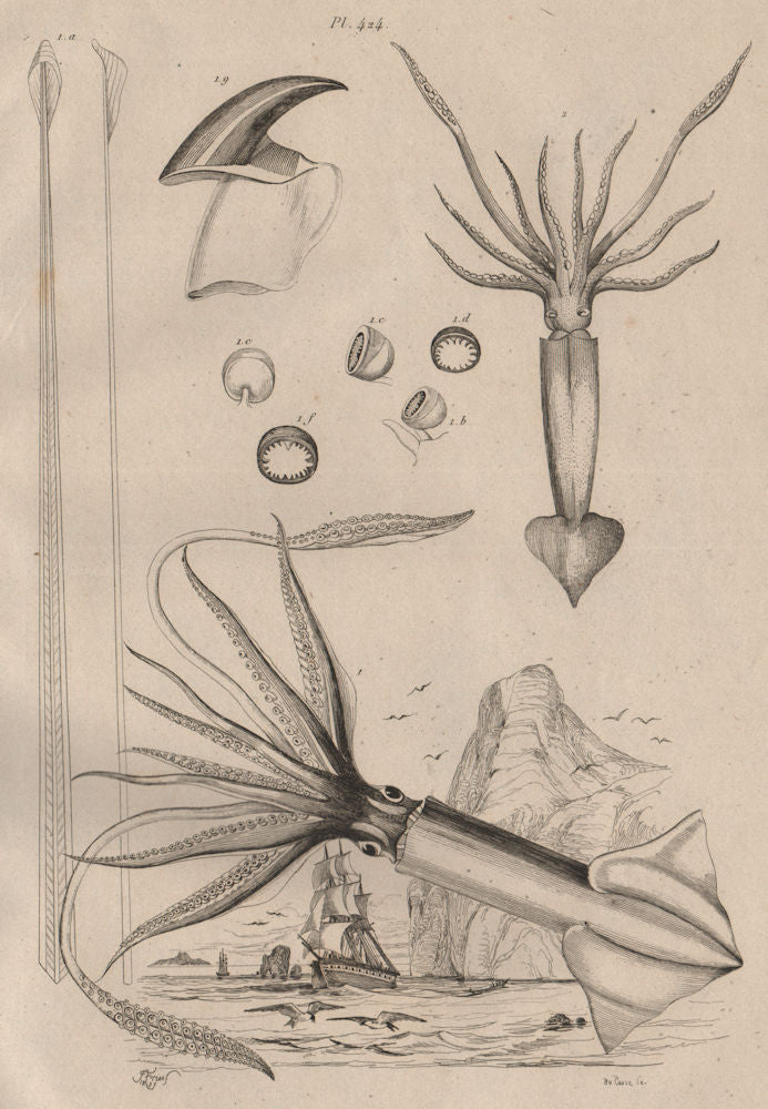 MOLLUSCS. Ommastrèphe Géant (Giant Squid) des pècheurs 1834 old antique print
